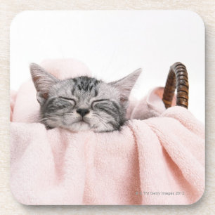 Posavasos Gato de Shorthair del americano