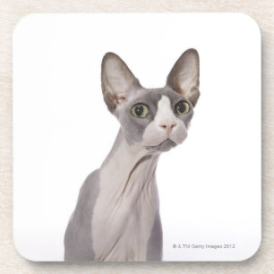 Posavasos Gato de Sphynx con la expresión sorprendida