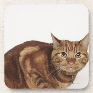 Posavasos Gato de Tabby anaranjado