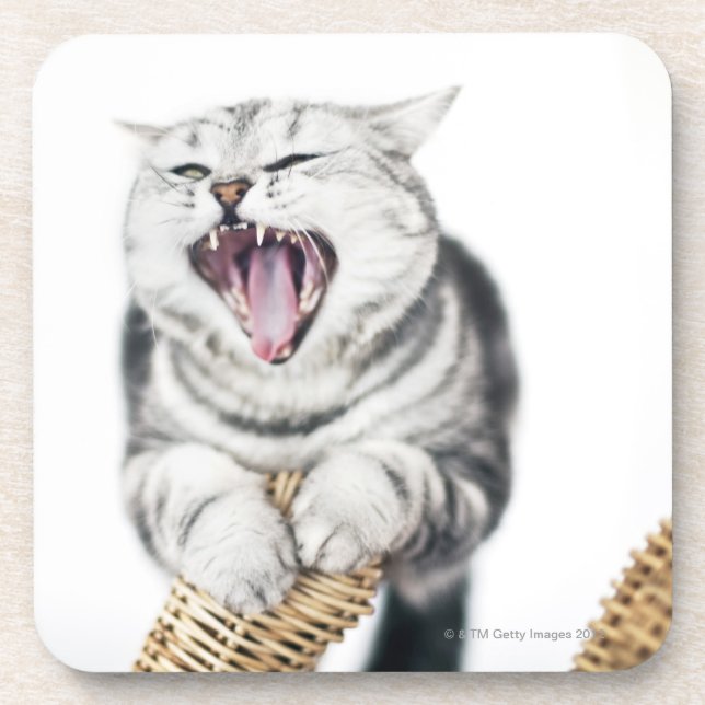 Posavasos gato gris en el fondo blanco (Frente)