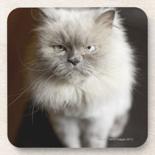 Posavasos Gato Himalayan del punto azul que parece irritado