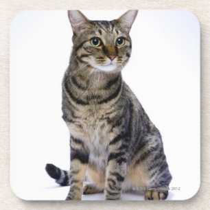 Posavasos Gato japonés en el fondo blanco