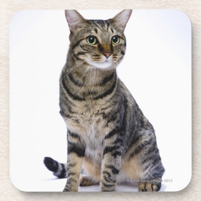 Posavasos Gato japonés en el fondo blanco (Frente)