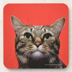 Posavasos Gato japonés que mira para arriba