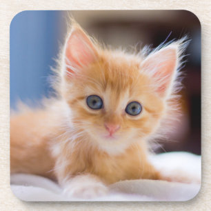 Posavasos Gato lindo con los ojos azules