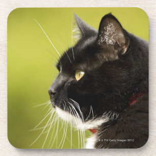 Posavasos Gato negro