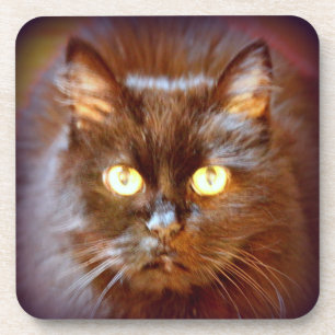 Posavasos gato negro