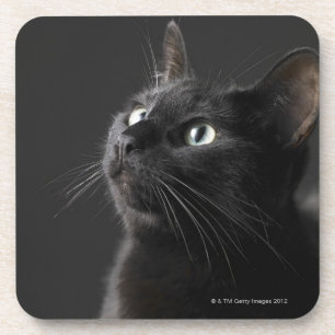 Posavasos Gato negro contra el fondo negro, primer
