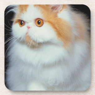 Posavasos Gato observado y lindo del naranja