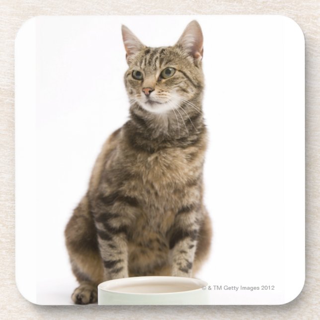 Posavasos Gato por el cuenco (Frente)