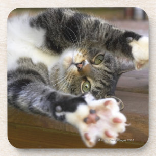 Posavasos Gato que estira, dentro