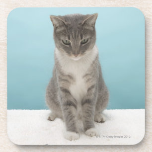 Posavasos Gato que mira el ratón del juguete en la manta