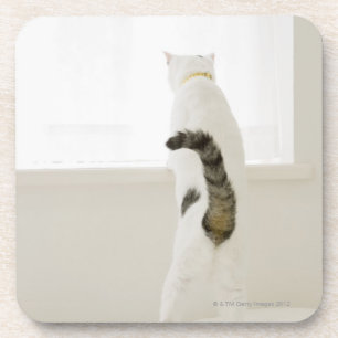 Posavasos Gato que mira hacia fuera la ventana, vista
