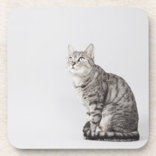 Posavasos Gato que mira para arriba