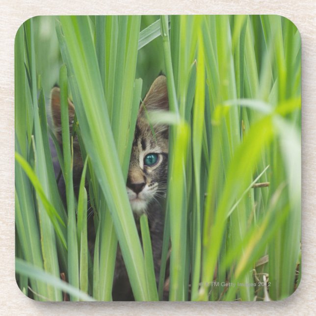 Posavasos Gato que oculta en hierba (Frente)