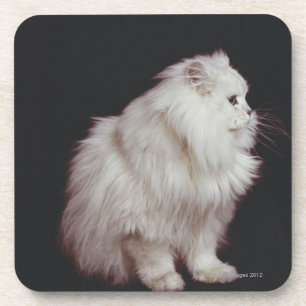 Posavasos Gato que se sienta en el fondo negro, primer