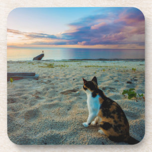 Posavasos Gato que se sienta en una playa