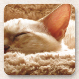 Posavasos Gato somnoliento