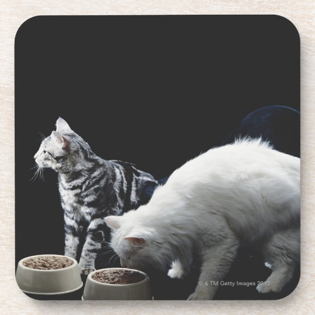 Posavasos Gatos con el cuenco de comida (Frente)