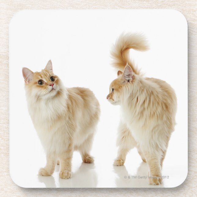 Posavasos Gatos de Munchkin (Frente)
