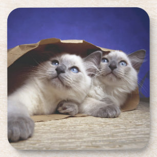 Posavasos Gatos en bolsa de papel