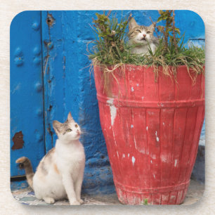 Posavasos Gatos jugando alrededor, Rabat, Marruecos
