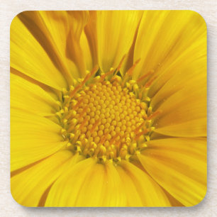 Posavasos Gazania Amarilla