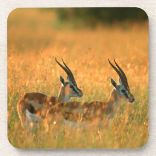 Posavasos Gazelle de Thomson (Gazella Thomsonii) al amanecer
