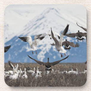 Posavasos Geese dispersivo