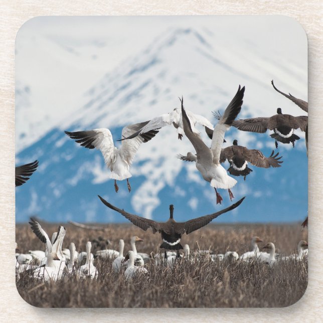 Posavasos Geese dispersivo (Frente)