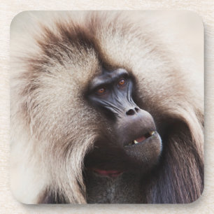 Posavasos Gelada Baboon, Etiopía