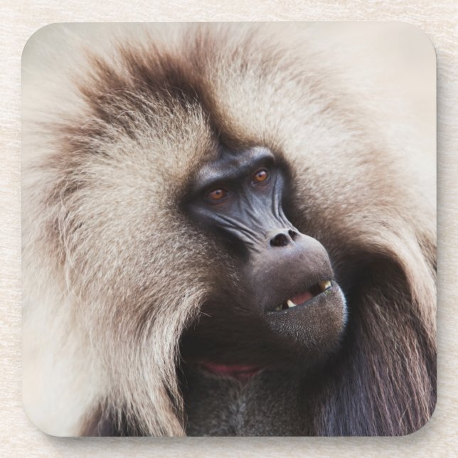 Posavasos Gelada Baboon, Etiopía (Frente)