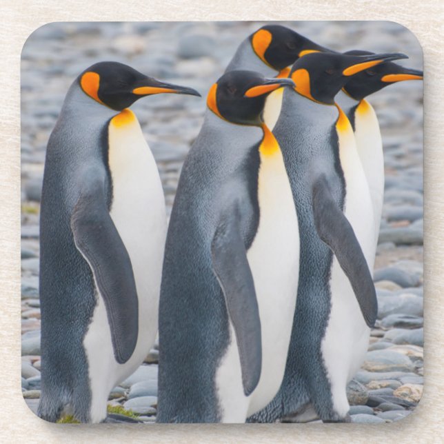 Posavasos Georgia del Sur. Pingüinos de rey (Frente)