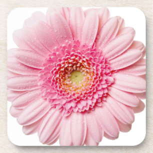 Posavasos Gerbera rosa Daisy