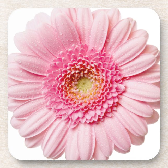 Posavasos Gerbera rosa Daisy (Frente)