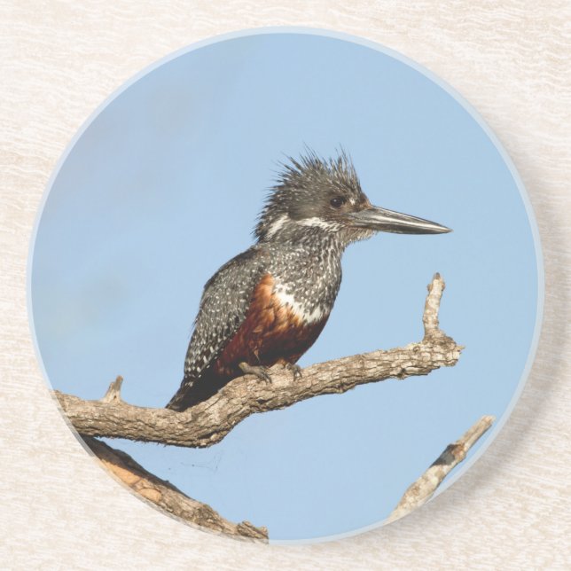Posavasos Giant Kingfisher (Frente)