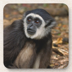 Posavasos Gibbon de manos blancas (Hylobates Lar), Monkeylan