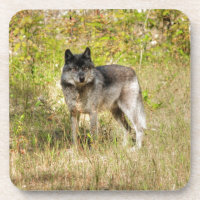 Gigante de fotografía Gray Wolf & Wilderness