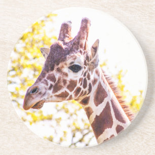 Posavasos Giraffe Portrait
