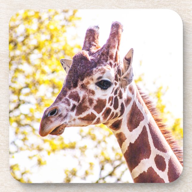 Posavasos Giraffe Portrait (Frente)