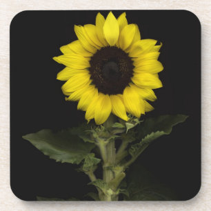 Posavasos Girasol 11