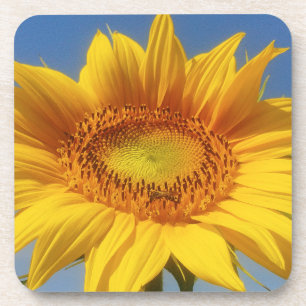 Posavasos Girasol amarillo