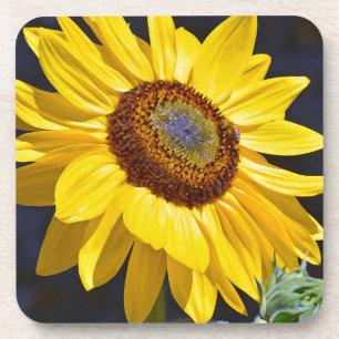 Posavasos Girasol amarillo brillante
