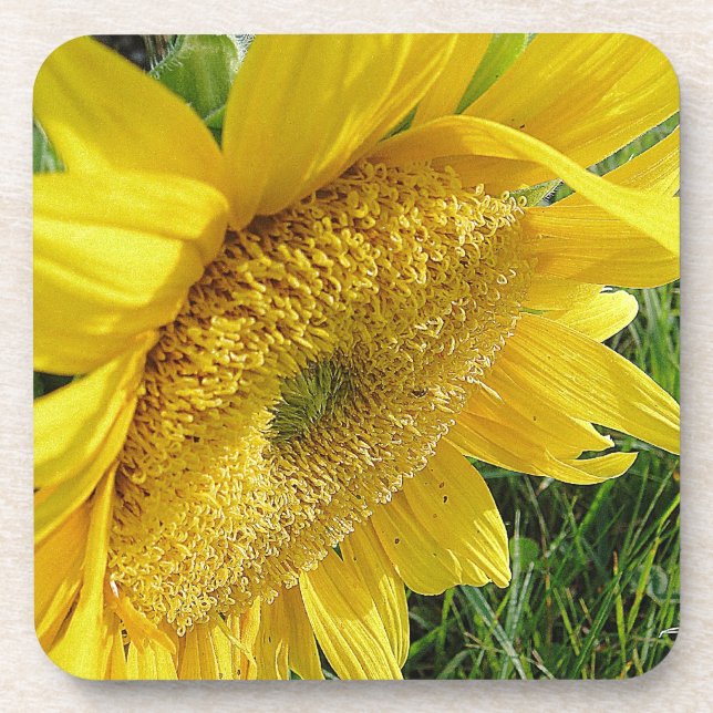 Posavasos Girasol brillante (Frente)