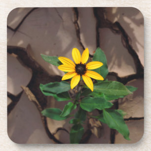 Posavasos Girasol creciendo desde el barro agrietado