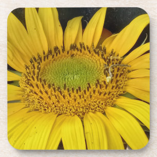 Posavasos girasol en la naturaleza foto de Bulgaria