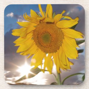 Posavasos Girasol híbrido soplando en el viento al atardecer