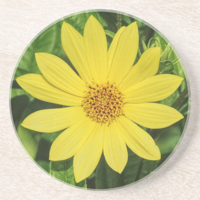 Posavasos Girasol 'Lemon Queen' Helianthus (Frente)