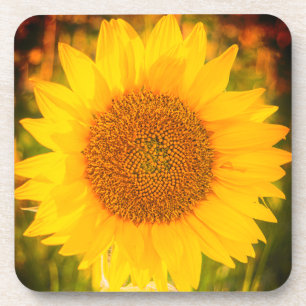 Posavasos "Girasol" Soporte de plástico duro