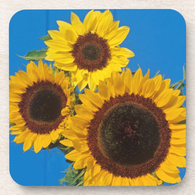 Posavasos Girasoles contra cerca azul (Frente)